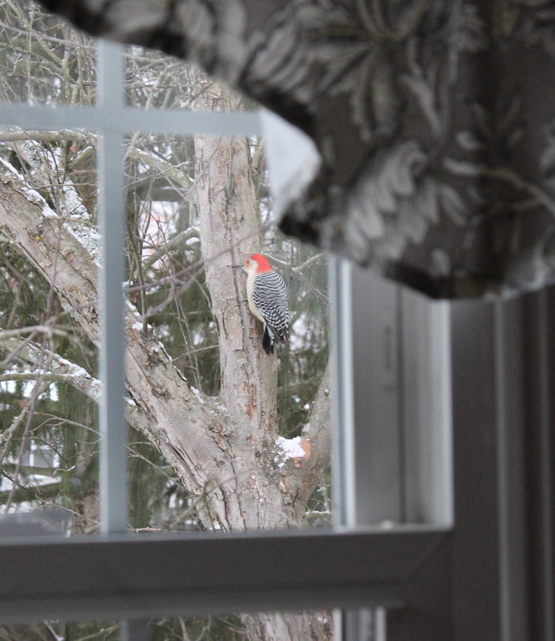 Illustration for article titled Woodie Woodpecker showed up today